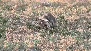 Texas WIld: Bobcat eats a blacked tailed prairie dog