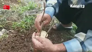 Zor tutan Urmu Şamı Dut aşısı Nasıl yapılır? %100 başarılı1ay sonra 5 te 5 tuttu 17 mart 20.5. 2025