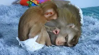 Adorable Valen Focus To Grooming Mommy Luna