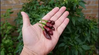 What's That Pepper Ep135 - KS Chocolate StarrScream