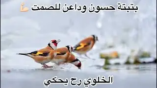 بتيتة حسون ستخرج حسونك عن صمته حته لو كان صيد جديد 💪🏻🦅🕊️🪶