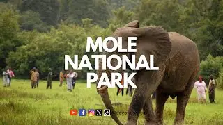 Mole National Park