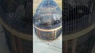 teetr