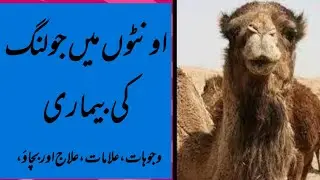 Jholing disease in Carmel/ اونٹوں کی جولنگ کی بیماری #camel #disease #vetdisease