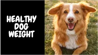 Healthy Dog Weight