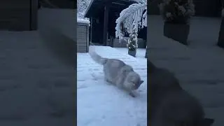 Snow zoomies