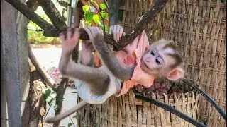 Funny Ella's Tree Climbing Antics: Daily Monkey Ella Life Video