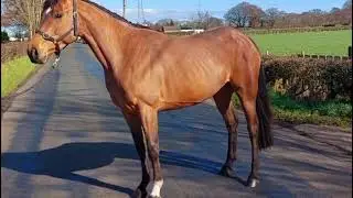 4yo Dstud Janet (Kingdom x Lancer) Filly 
