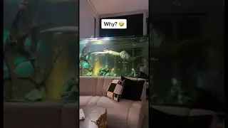 He really went swimming in the fish tank 💀