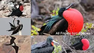 All Frigatebird Species / Complete list of Frigatebird species / types of Frigatebird