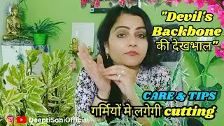 Devil's Backbone Plant Care Guide 🌿 | कटिंग, मिट्टी, धूप और खाद की पूरी जानकारी