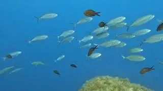 Gozo 19.05.24 Middlefinger und Nachttauchgang bei Mgarr Ix-Xini