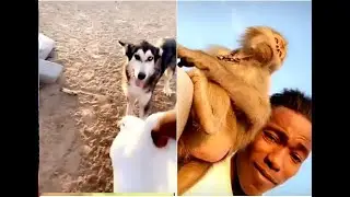 برناوي يجرب بيشوف الكلب ياكل الحمامه😂😂😂😂