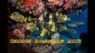 diving Komodo