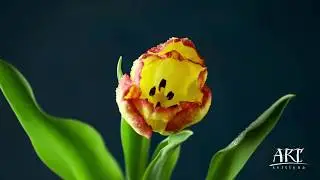 Beautiful Spring Flowers Tulips and Crocuses Bloom Before Your Eyes, Time-Lapse Short, Film Showcase