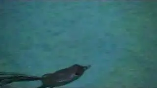 Spro Bronzeye Frog