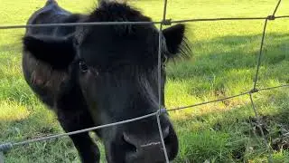 338 AVENUE EAST 📍FOOTHILLS COUNTY, ALBERTA. LOVELY BLACK CALF. Calgary. 