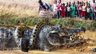 Two of the World's Biggest Predators Face Off in the Swamp - Crocodile and Giant Python