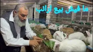 ما فيش بيع ارانب الا لما تتعلم الاول من مدرسة الشيخ سامر وثق في نفسك هتلاقي باب المزرعه مفتوحلك
