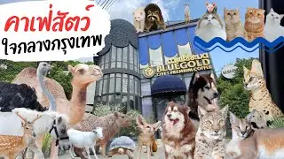 คาเฟ่กรุงเทพ คาเฟ่มีสัตว์ คาเฟ่หมา คาเฟ่แมว ร้านกาแฟขี้ชะมด | Bluegold Mini Zoo คาเฟ่สัตว์ใจกลาง กทม