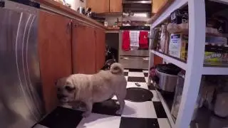 Baboo The Blind Pug Raiding the Compost