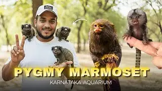 Marmoset Monkeys 🐒✨ | World&rsquo;s Smallest Pocket Monkeys Explained | Karnataka Aquarium