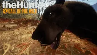 Call of the walk