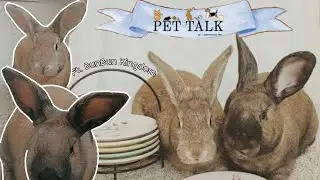 Why Rabbits? Harness? Tips And more...// Pet Talk Ep.1 // Ft. BunBun Kingdom