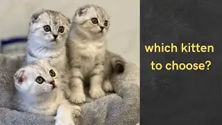 Adopting a Scottish Fold Kitten - Episode 1