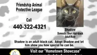 Pet Parade 021013 Real Estate Showcase TV Lifestyles