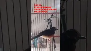 DAY 64 : PERKEMBANGAN ANAKAN MURAI BATU LOLOH INDUK || GIBRAN 17 BIRD FARM #birds