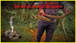 INDIAN RAT SNAKE | धामन सांप की पहचान कैसे करें | HOW TO IDENTIFY RAT SNAKE |  सांप को कैसे पकड़ें |