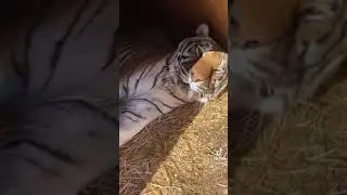 Sleepy tiger Does not want to wake up in the morning