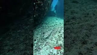 Cute Puffer Fish Encounter 😍 | Baie Lazare Shark Point 🐡 | පෆර් ෆිෂ් මුහුද යට