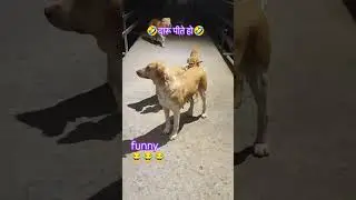 funny 😂😂😂 #ytshorts #animals #pets #dog #comedy #funny #viral #viralvideo #video #shorts #shortvideo