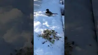 Chubby chickadees frolicking in the snow! 🌲🐧💕 #birdinglife
