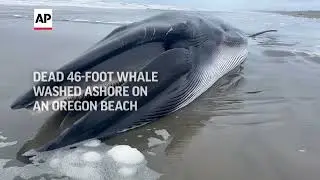 Whale decomposing on Oregon beach a sad but 'super educational' spectacle