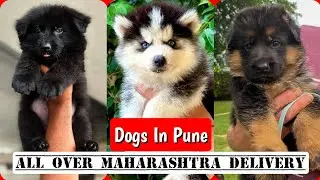 📌 Dogs Sale in Pune 🐾 All Over Maharashtra Delivery 🚚 Cash On Delivery ✅