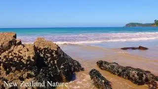 Relaxing Hot Vibes | Tutukaka | Kiwi | New Zealand | Video & Audio full HD