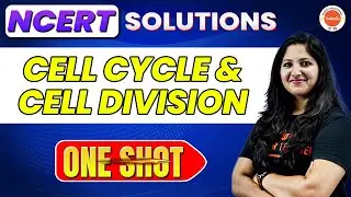 ONE SHOT Cell Cycle & Cell Division🔥| NCERT Solutions | Class 11 Biology | CBSE 2024 | NEET