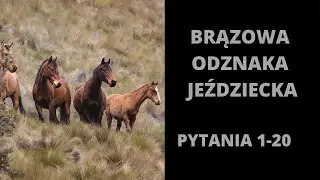 Brązowa Odznaka Jeździecka - pytania i odpowiedzi 1-20 [2022]