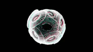 Emiliania-Huxley in 3D