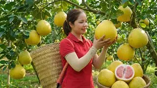 REWIND TIMELAPSE - Harvesting 1000+Kg Many Pomelo Goes To Maket Sell | Teu Harvesting