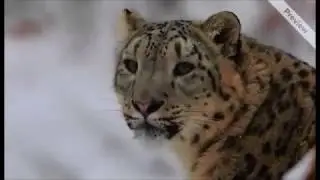 Vídeo Vida Salvaje NatGeo Frases Originales