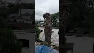 Fractioning of large Pine by a timberman Ant&ocirc;nio Marcos.