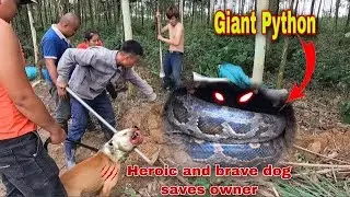 Smart and Brave Dog Faces Giant Python to Save Its Owner | Snake Hunter