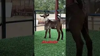 Arabian goat kids 🐐✌️ #goat #animals #shorts