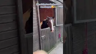 Die sch&ouml;nsten Ger&auml;usche morgens im Stall 🥰🐴🥰🐴! #pferdem&auml;dchen #pony#pferdestall#pferdeliebe
