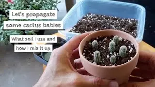 Размножаю свой «Арахисовый кактус»🌵 Тип почвенной смеси, которую я использую для своих суккуленто...