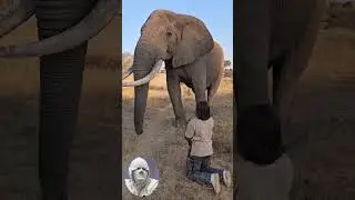 Natural Elephant Remove Cap 😃😃😃 #africa #travel #culture